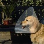 BEEZTEES Guler veterinar D47-57 x 30cm