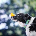 MAX & MOLLY Zgardă Smart ID Ducklings
