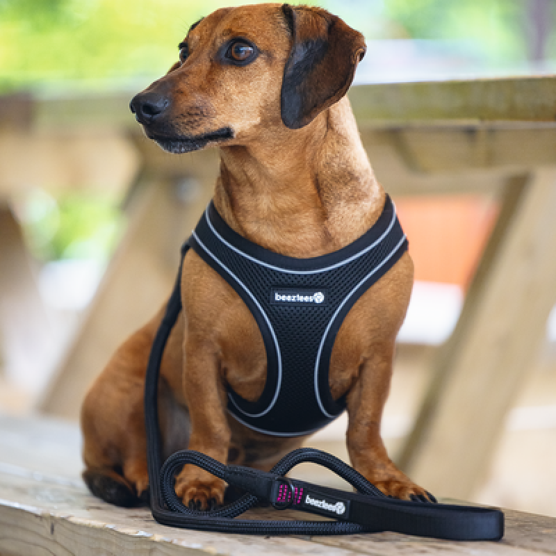 BEEZTEES шлейка Premium PARINCA STEPIN Black 44-55