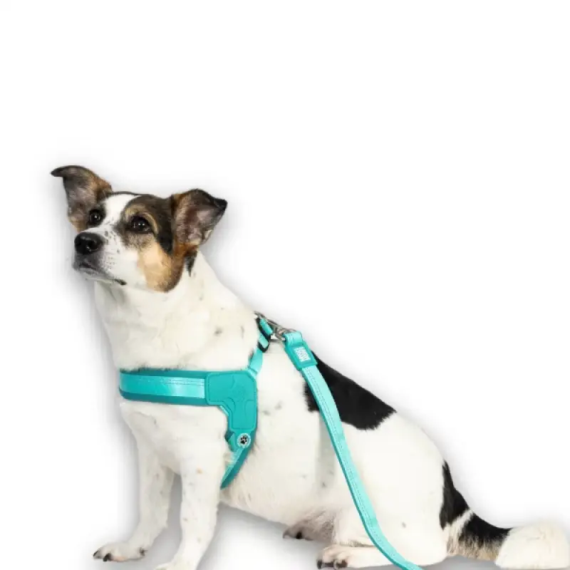 MAX & MOLLY Шлейка Q-Fit — Matrix 2.0 Turquoise l