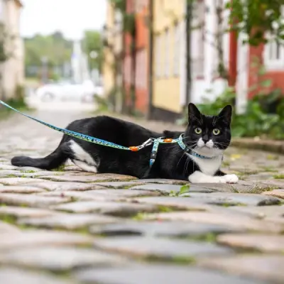 MAX & MOLLY Ham+Lesă pentru pisici Cat Black Sheep