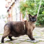 MAX & MOLLY шлейка+поводок для кошек Cat Donuts