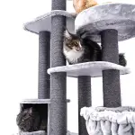 PETREBELS Lucky Bastards Scenic View 197