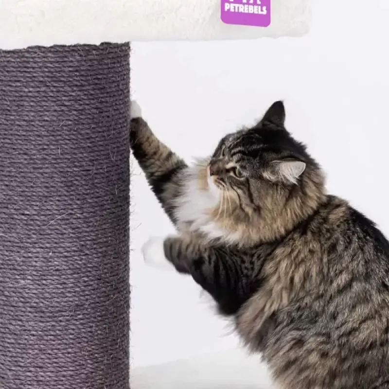PETREBELS The Rebels Maine Coon 117 OFF