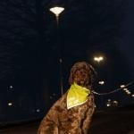 Beeztees eșarfă reflectorizantă CHINY DOG