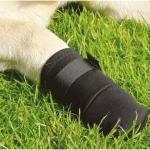 BEEZTEES Защитная обувь PROTECTIVE SHOE l 2x